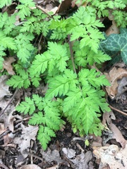 Anthriscus sylvestris