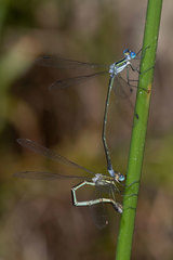 Lestes plagiatus