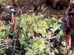 Herzogiella seligeri