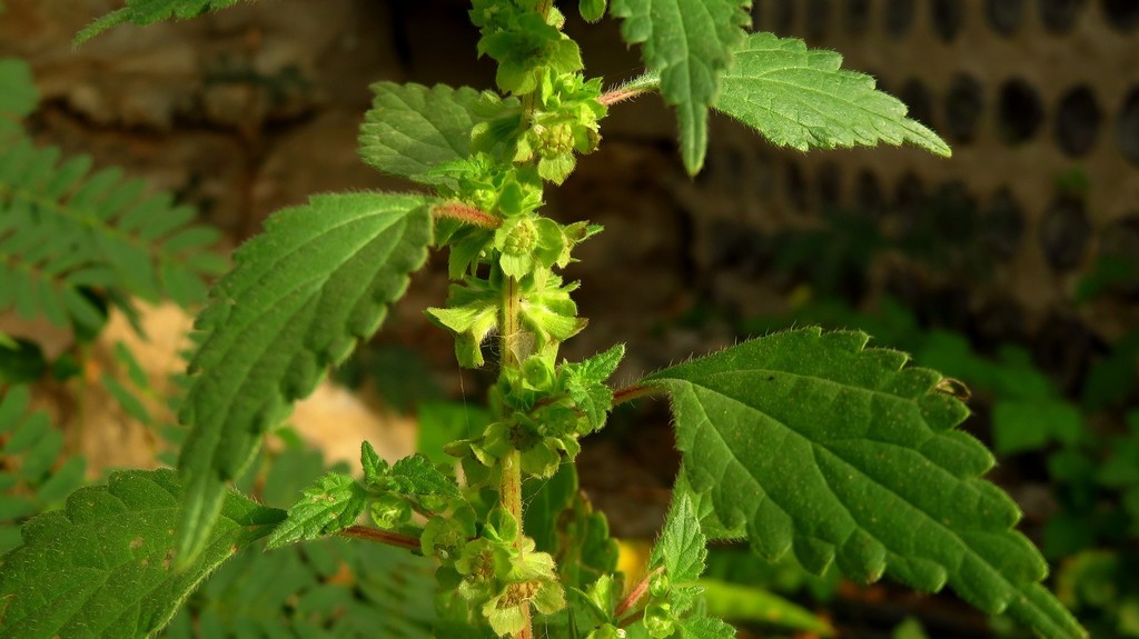 Desert Nettle