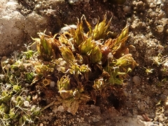 Orthotrichum diaphanum