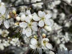 Prunus spinosa