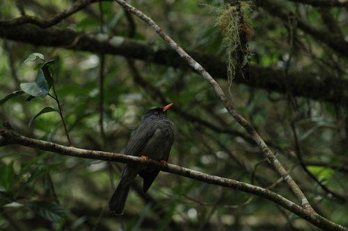 Reunion Bulbul (Hypsipetes borbonicus)