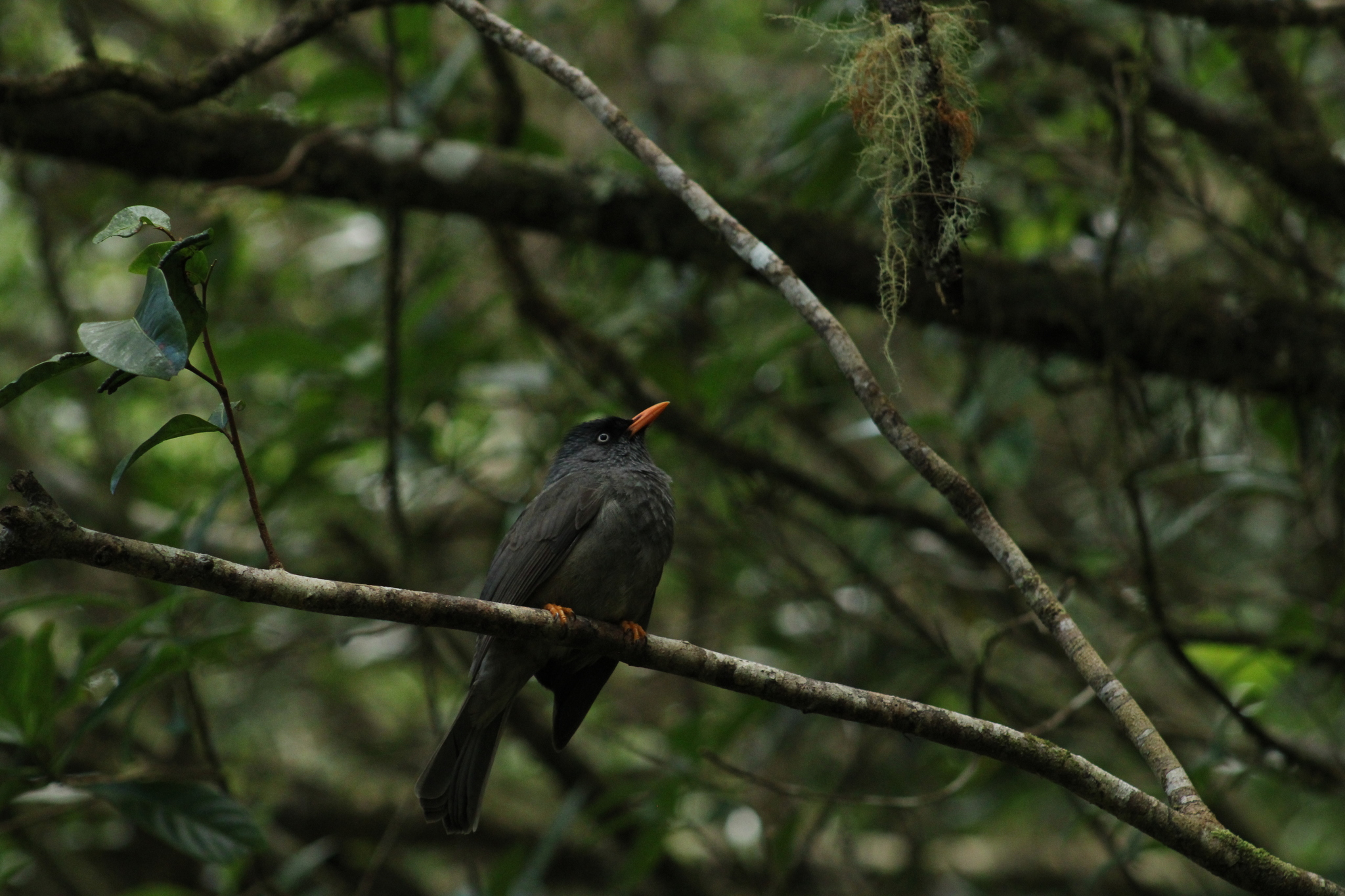 Reunion Bulbul (Hypsipetes borbonicus), photo 1