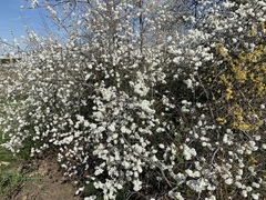 Prunus spinosa