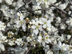 Prunus spinosa