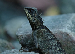 Acanthosaura phuketensis