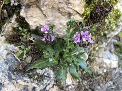 Arabis rosea