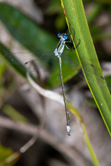 Lestes plagiatus