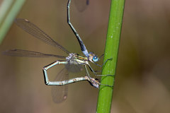 Lestes plagiatus