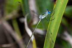 Lestes plagiatus