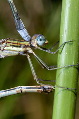 Lestes plagiatus