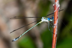 Lestes plagiatus