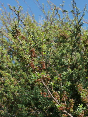 Kunzea amathicola