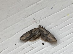 Doloploca punctulana