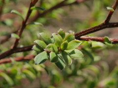 Kunzea amathicola