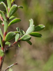 Kunzea amathicola