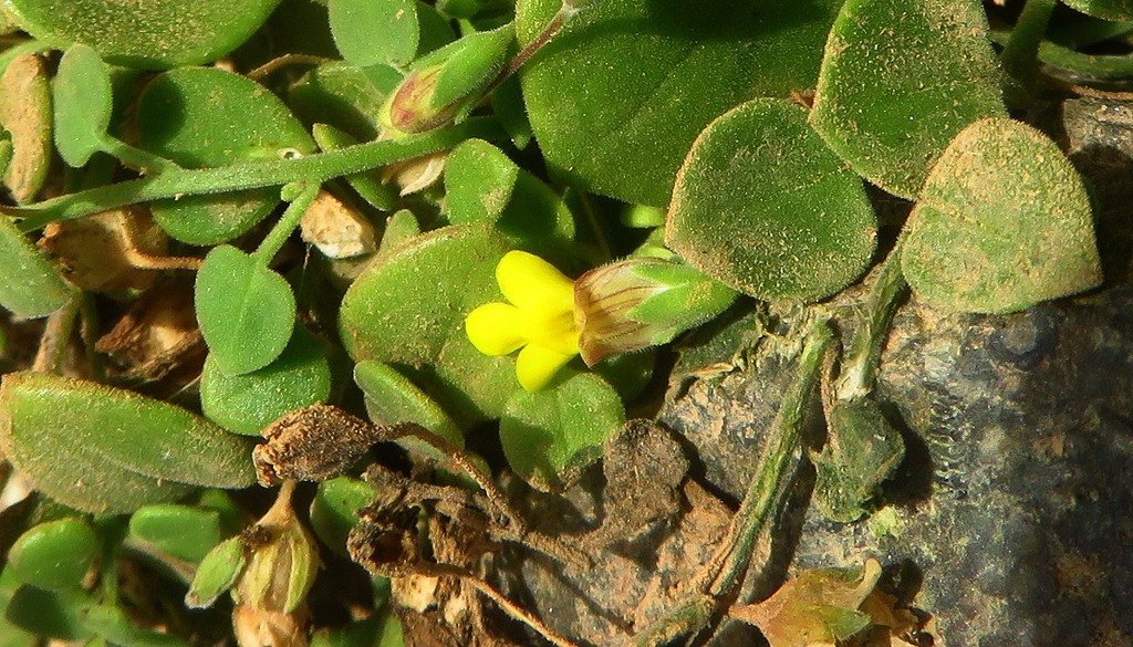 Nanorrhinum elegans