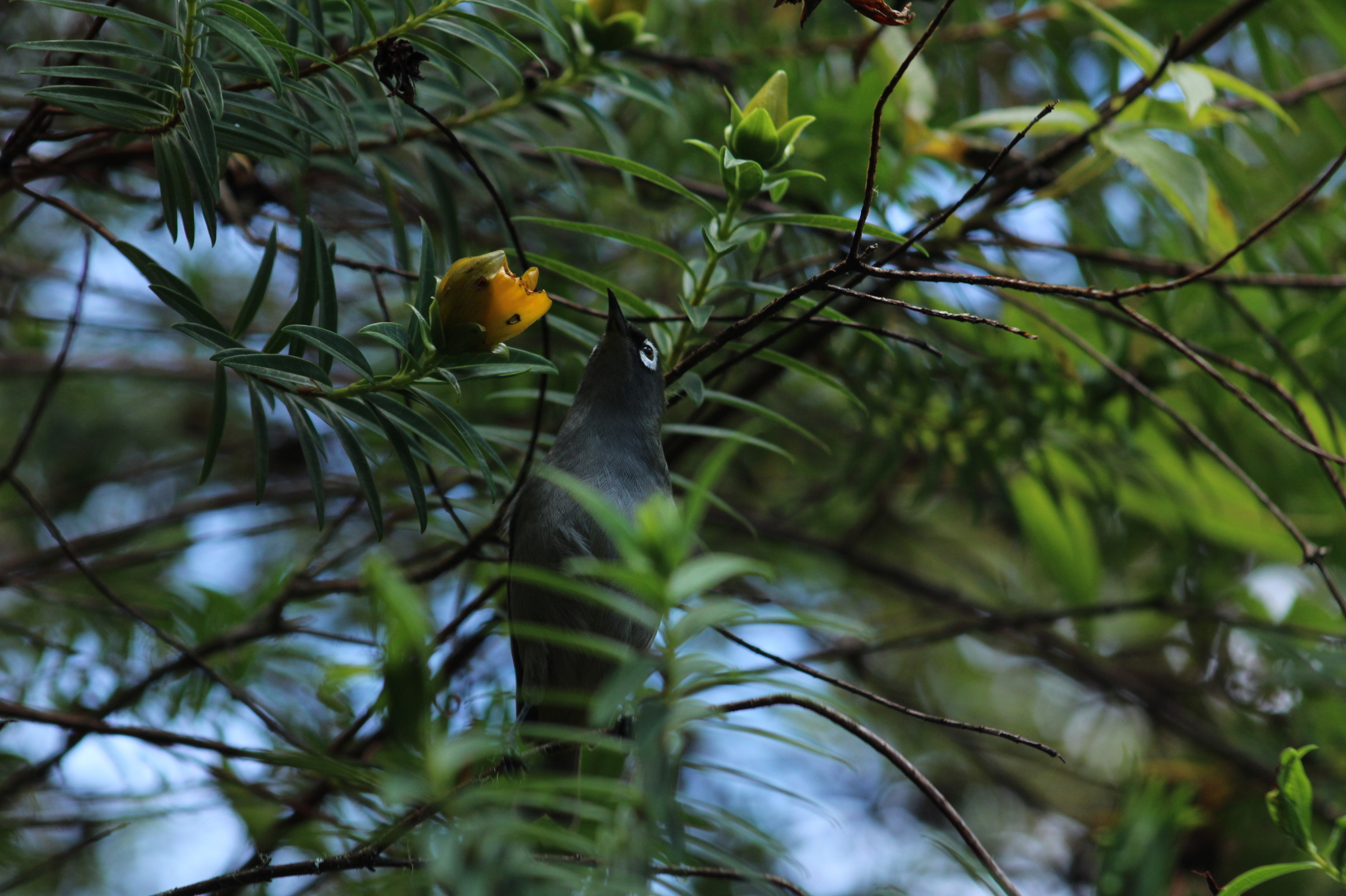 Reunion Olive White-eye (Zosterops olivaceus), photo 5