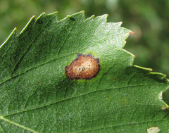 Phyllosticta betulina