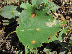Phyllosticta betulina