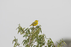 Golden Pipit photo 3