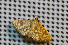 Anania stachydalis