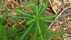 Phyllanthus rotundifolius