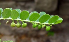 Phyllanthus rotundifolius