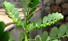 Phyllanthus rotundifolius