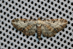 Eupithecia succenturiata