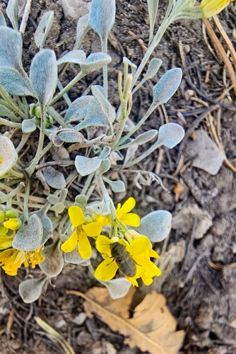 Physaria fendleri, photograph 3