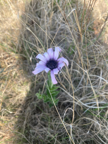 Dimorphotheca spectabilis, photograph 6