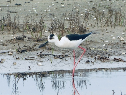 Échasse blanche