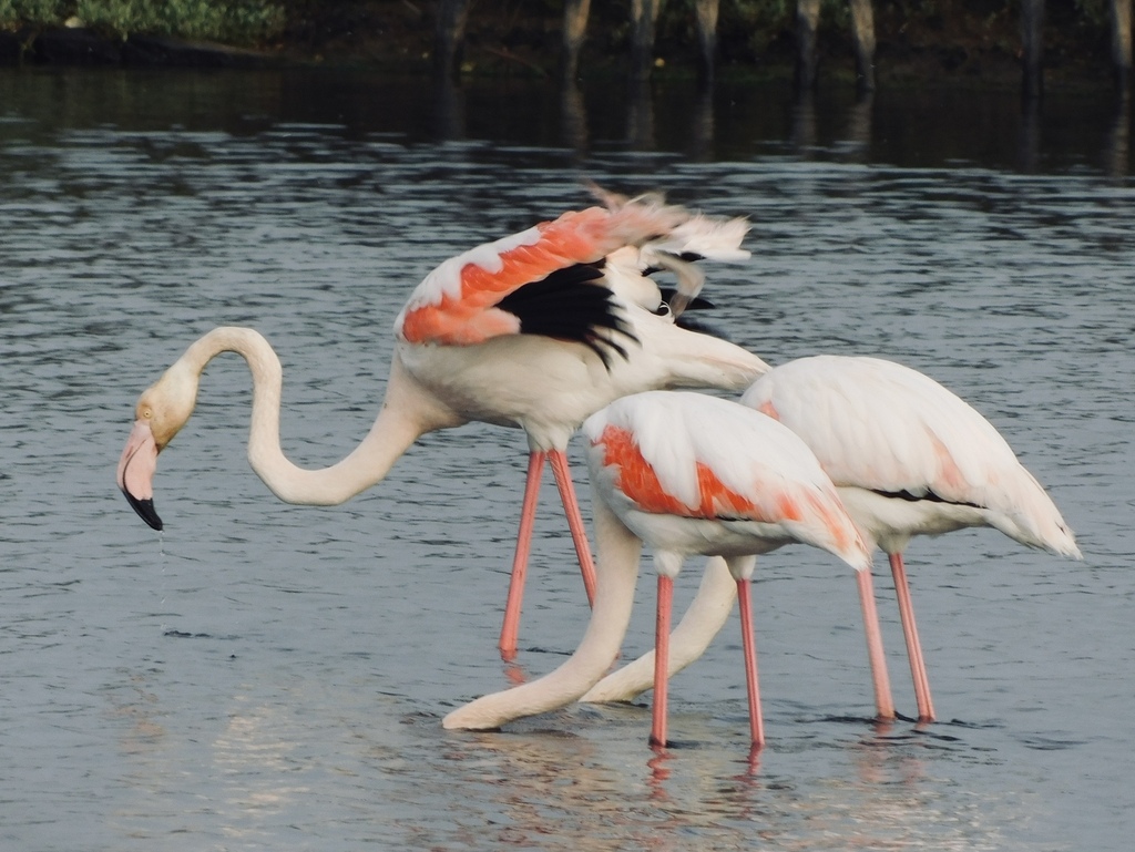 Greater Flamingo
