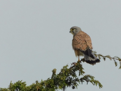 Turmfalke