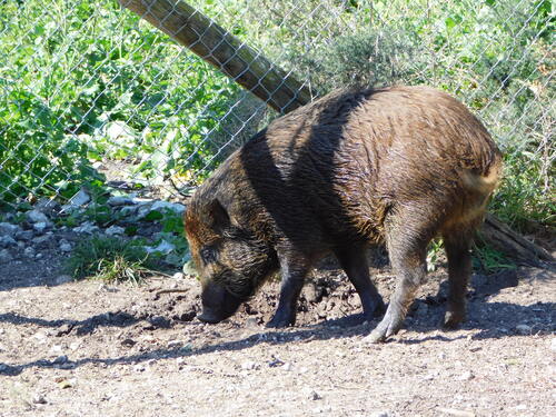 Sanglier