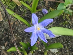 Scilla luciliae
