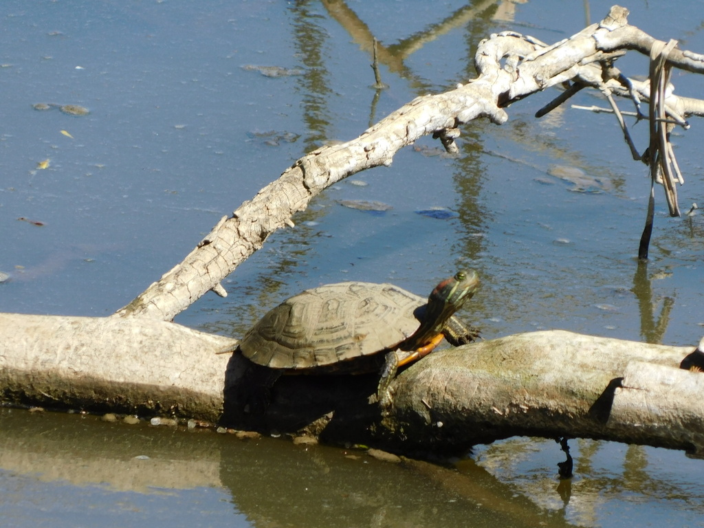 Testuggine palustre americana