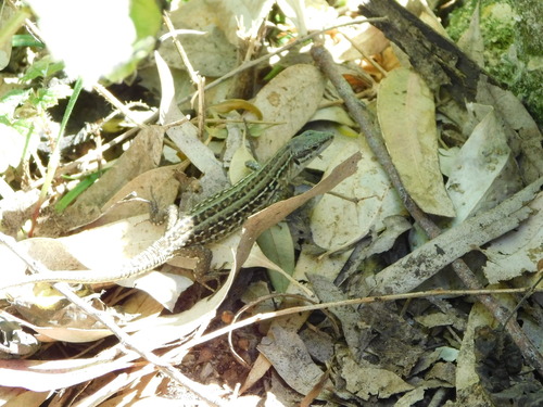 Lucertola campestre