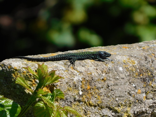 Lézard des murailles