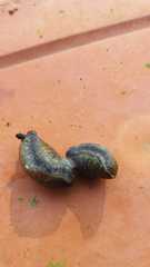 Tandonia budapestensis