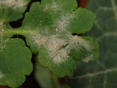 Erysiphe macleayae
