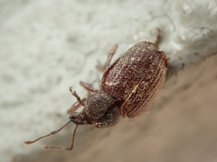 Otiorhynchus indefinitus