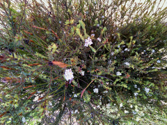 Lachnaea diosmoides