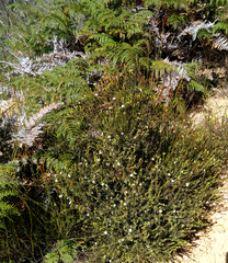 Lachnaea diosmoides