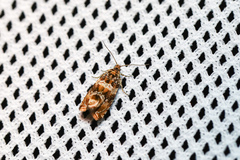 Celypha flavipalpana