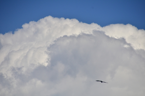 White-backed Vulture