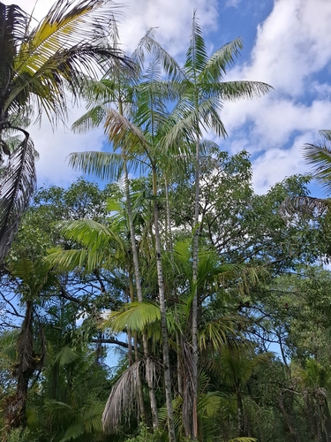 Ein weiteres Foto von Acai palm