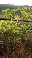 Strophanthus